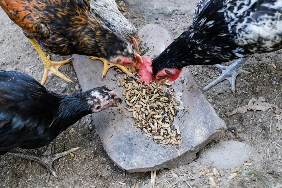 Galinhas caipiras comendo larvas