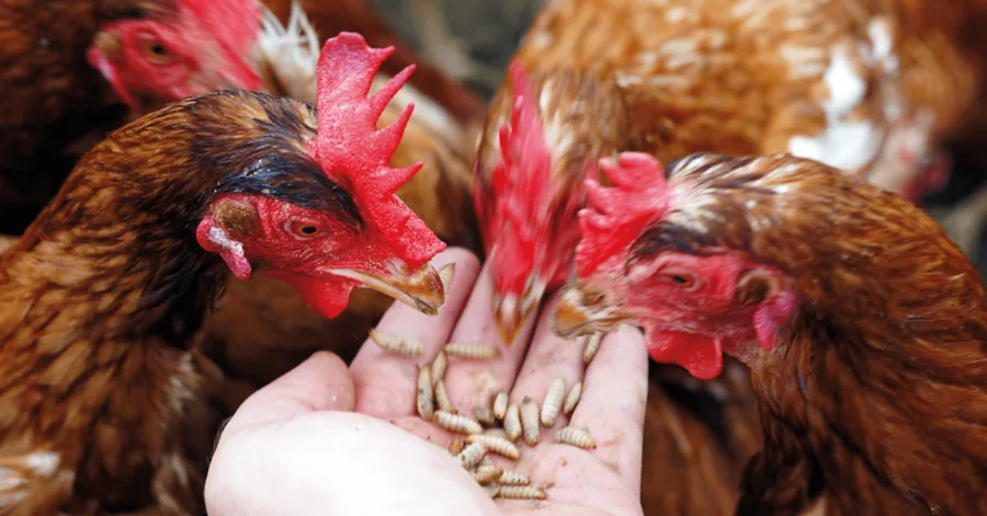 Galinhas comendo larvas na mão