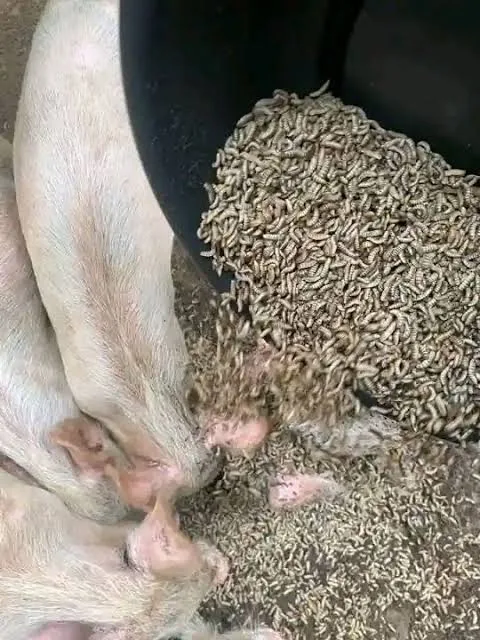 Suínos comendo larvas