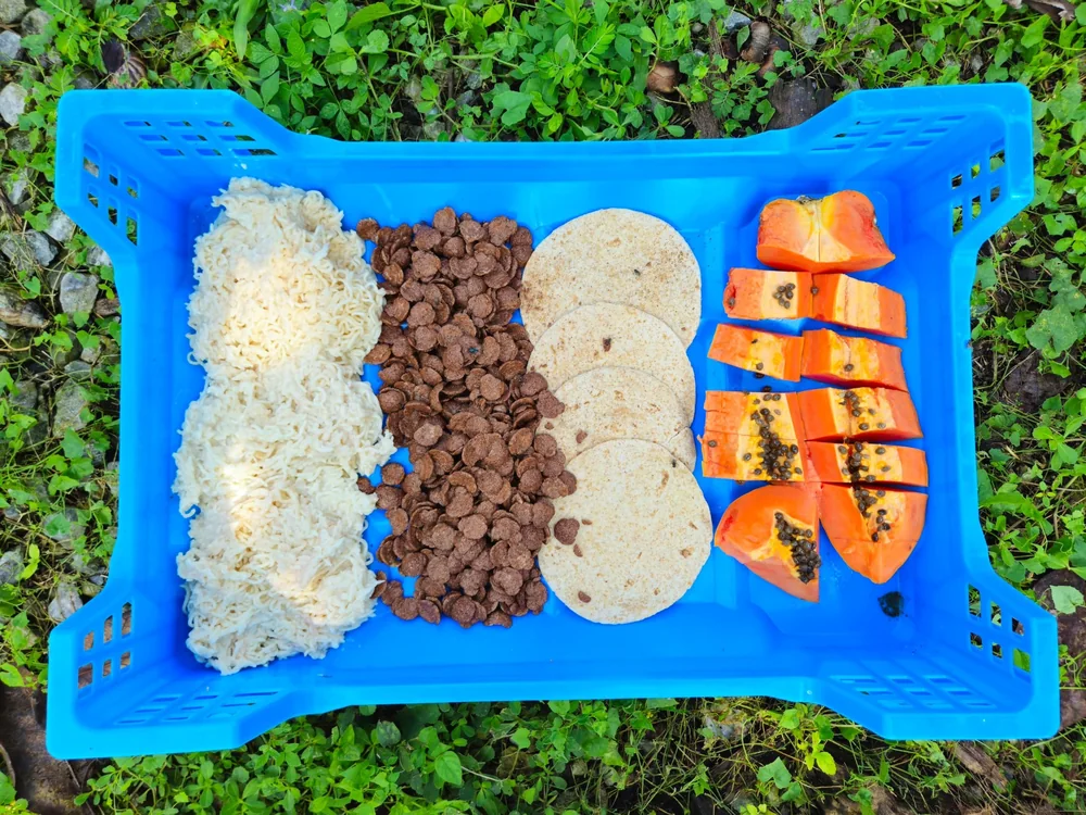 Caixa com diferentes resíduos usados como dieta das larvas
